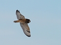 Short-eared owl - R
